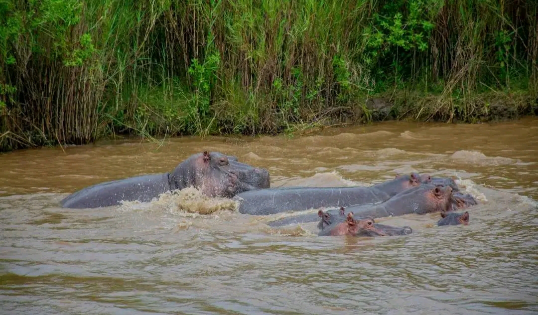 Conservation of Biodiversity